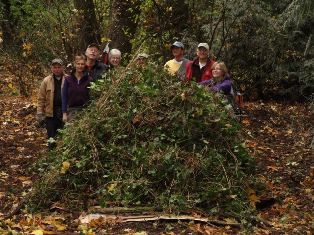 Ivy Pile - Squires Heronry.JPG Ivy Pile - Squires Heronry.JPG